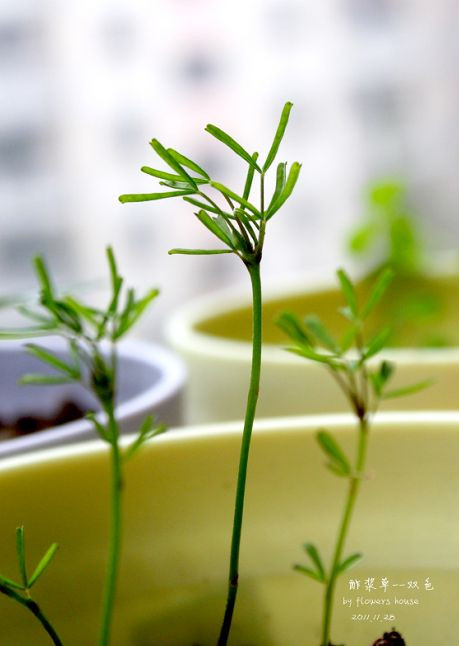 如果有天，花開不謝 - 花滿樓 - 花滿樓