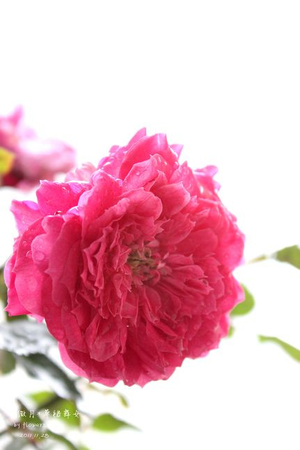 如果有天，花開不謝 - 花滿樓 - 花滿樓