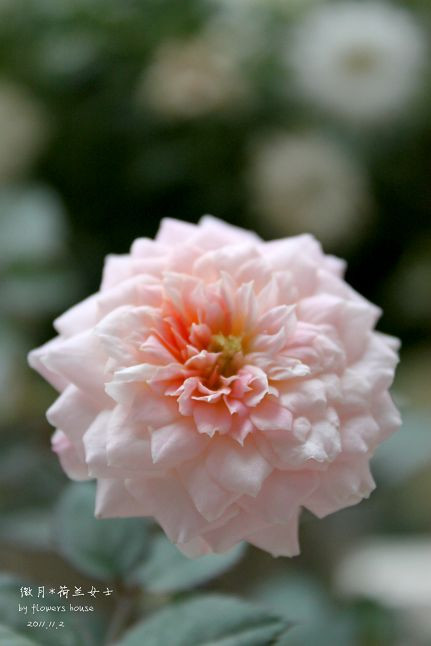 如果有天，花開不謝 - 花滿樓 - 花滿樓