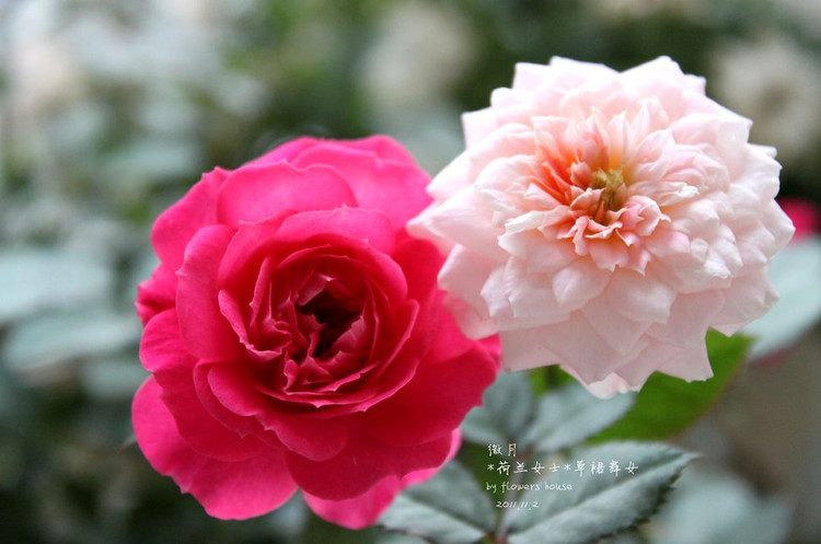 如果有天，花開不謝 - 花滿樓 - 花滿樓