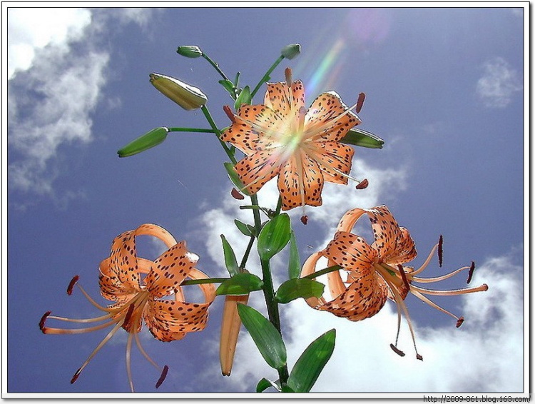 家庭養(yǎng)花技巧大全(圖文) - 寶貝夢 - 享受人生·分享快樂 家庭養(yǎng)花技巧大全(圖文) - 寶貝夢 - 享受人生·分享快樂