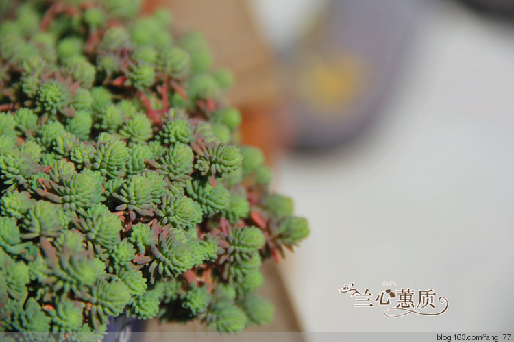 薄雪萬年草（蘭心蕙質(zhì)2015） - 蘭心蕙質(zhì) - 蘭心蕙質(zhì)藍(lán)云海
