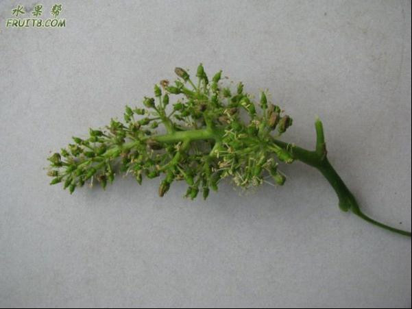 葡萄夏季修剪 - ccha120 - 醫(yī)生色色 葡萄夏季修剪 - 尋味葡萄 - 尋味葡萄